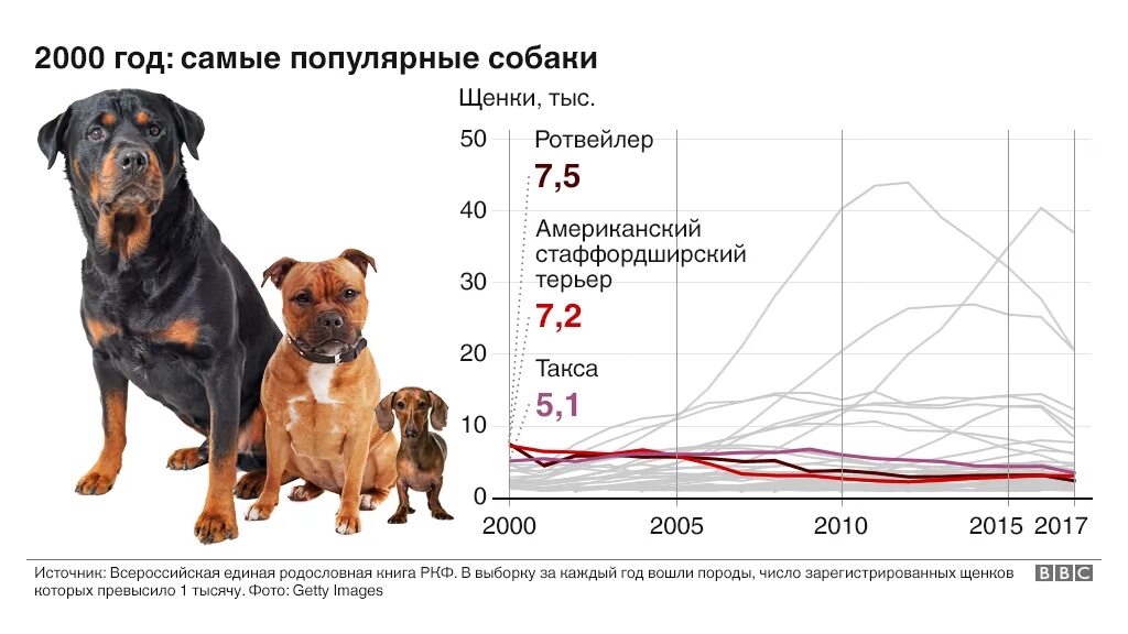 График года собаки. Статистика по породам собак в России. Самые популярные породы собак. Статистика пород собак. Статистика самых популярных пород собак.
