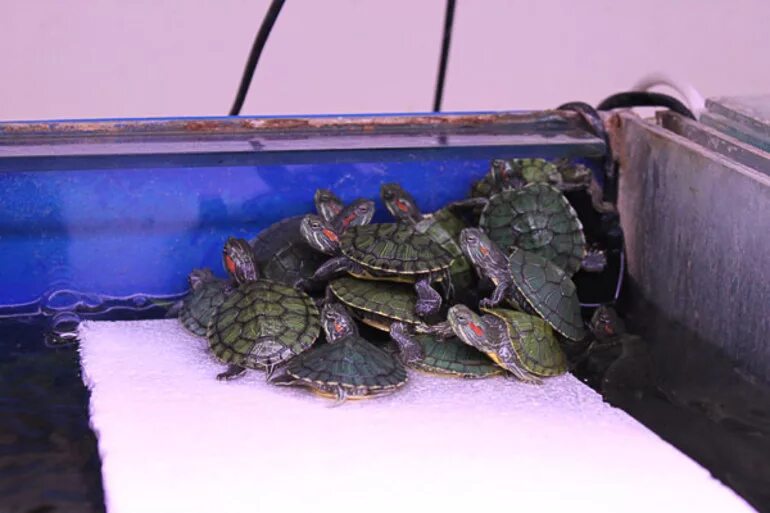 Аквариумная черепаха красноухая. Черепаха водная красноухая. Аквариумные Черепашки красноухие. Красноухая черепаха домашняя.