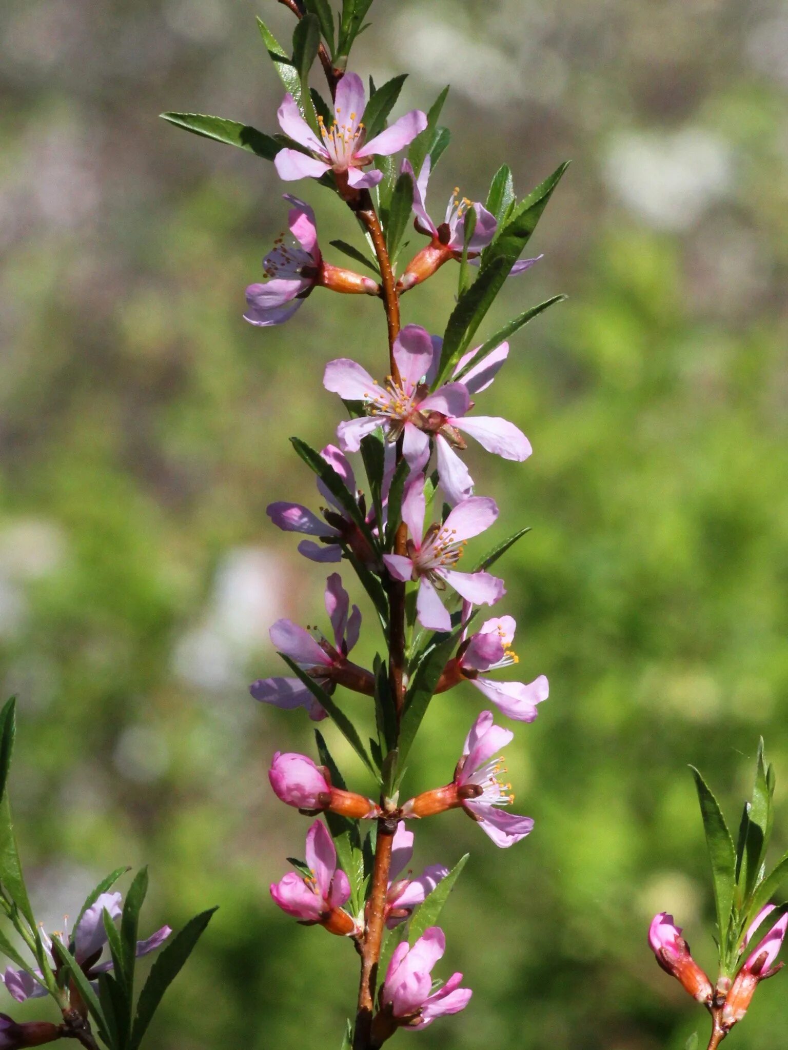 Растение Степной миндаль. Prunus tenella. Забайкальский миндаль. Миндаль степной