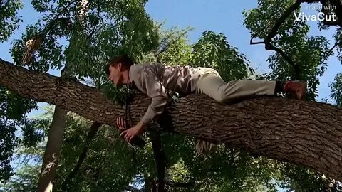 Are you coming to the tree