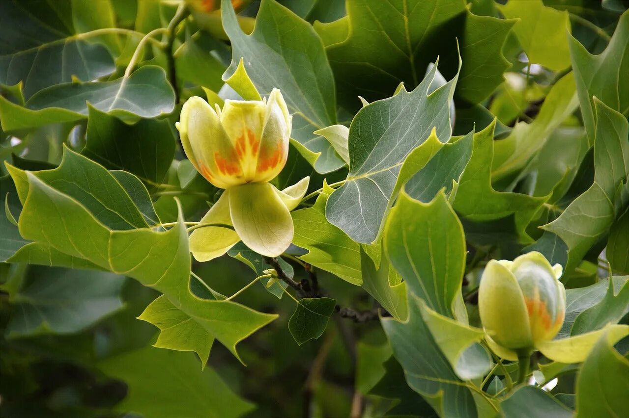 Tulip tree. Тюльпановое дерево лириодендрон. лириодендрон тюльпановый. лириодендрон (тюльпановое дерево) (liriodendron tulipifera). тюльпанное дерево (liriodendron tulipifera).