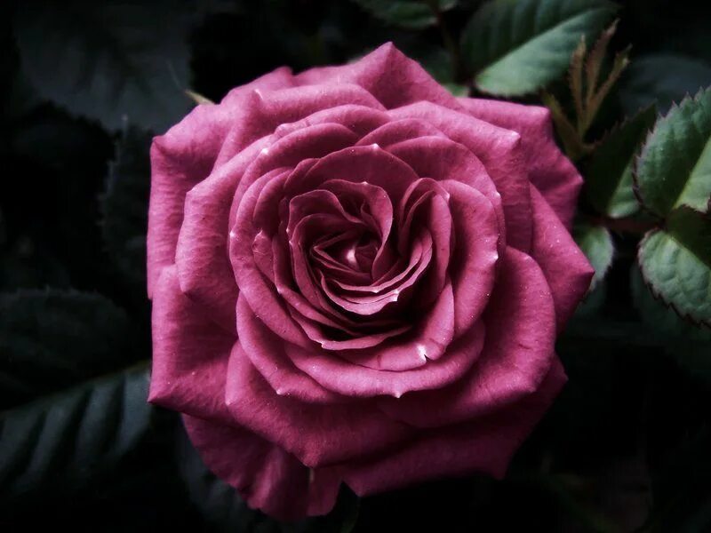 Цветы в подарок. I rose. Розы в сердце. Rose. Розы пинк фловерс.