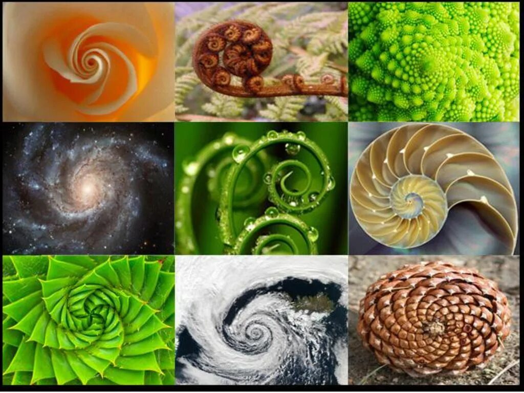 Спираль в природе