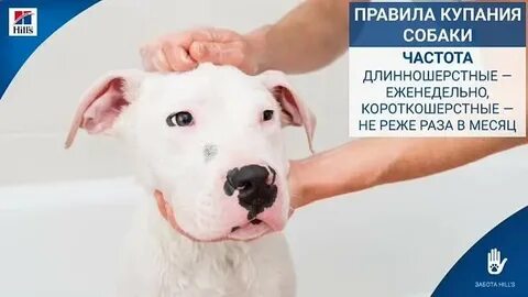 Можно купать щенка до прививки