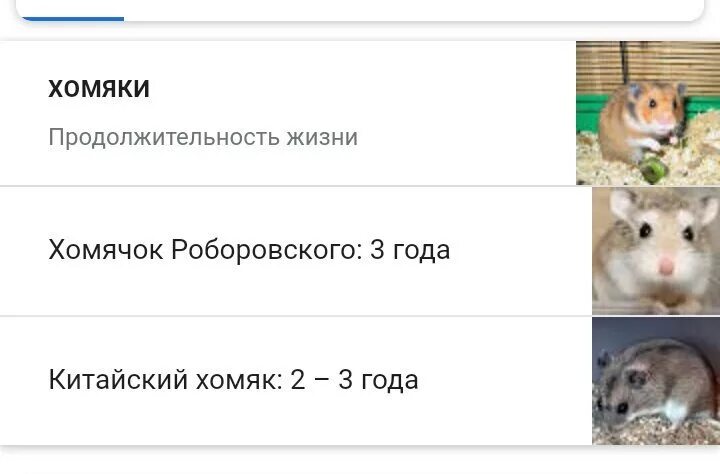 Хомяк старость. Длительность жизни хомячка. Срок жизни домашнего хомяка. Возраст джунгарского хомяка по человеческим меркам. Продолжительность жизни животных хомяк.