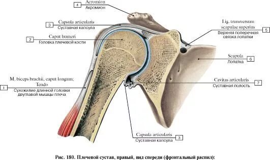 Как выглядит плечевой сустав человека Shoulder joint and squats. What would be the connection here But the mobility o