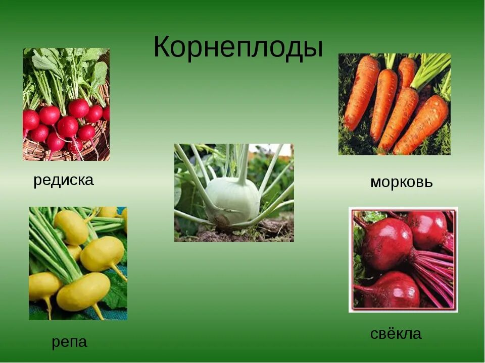 Корнеплоды какие бывают. Корнеплоды. овощи корнеплоды. овощные культуры. овощные растения названия.