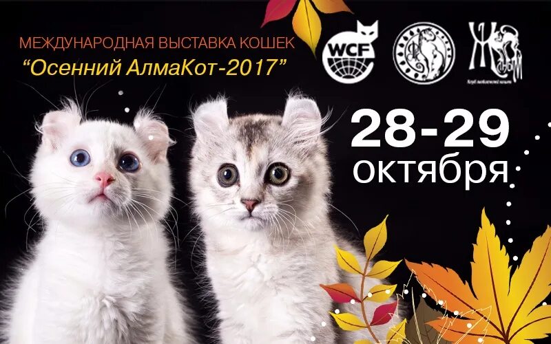 Выставка кошек Алматы. Приглашение на выставку. Приглашение на выставку животных. Визитка выставка кошек. Купить билет на кошку