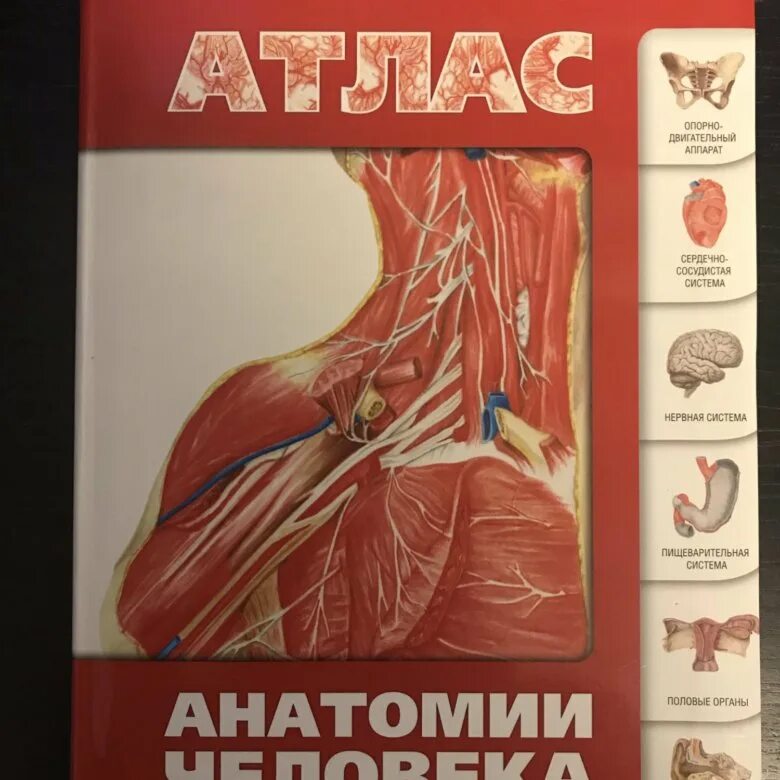 Атлас анатомии воробьева. Атлас анатомии человека левкин. сапин никитюк литвиненко атлас анатомии человека для стоматологов. фотографический атлас анатомии человека борзяк.