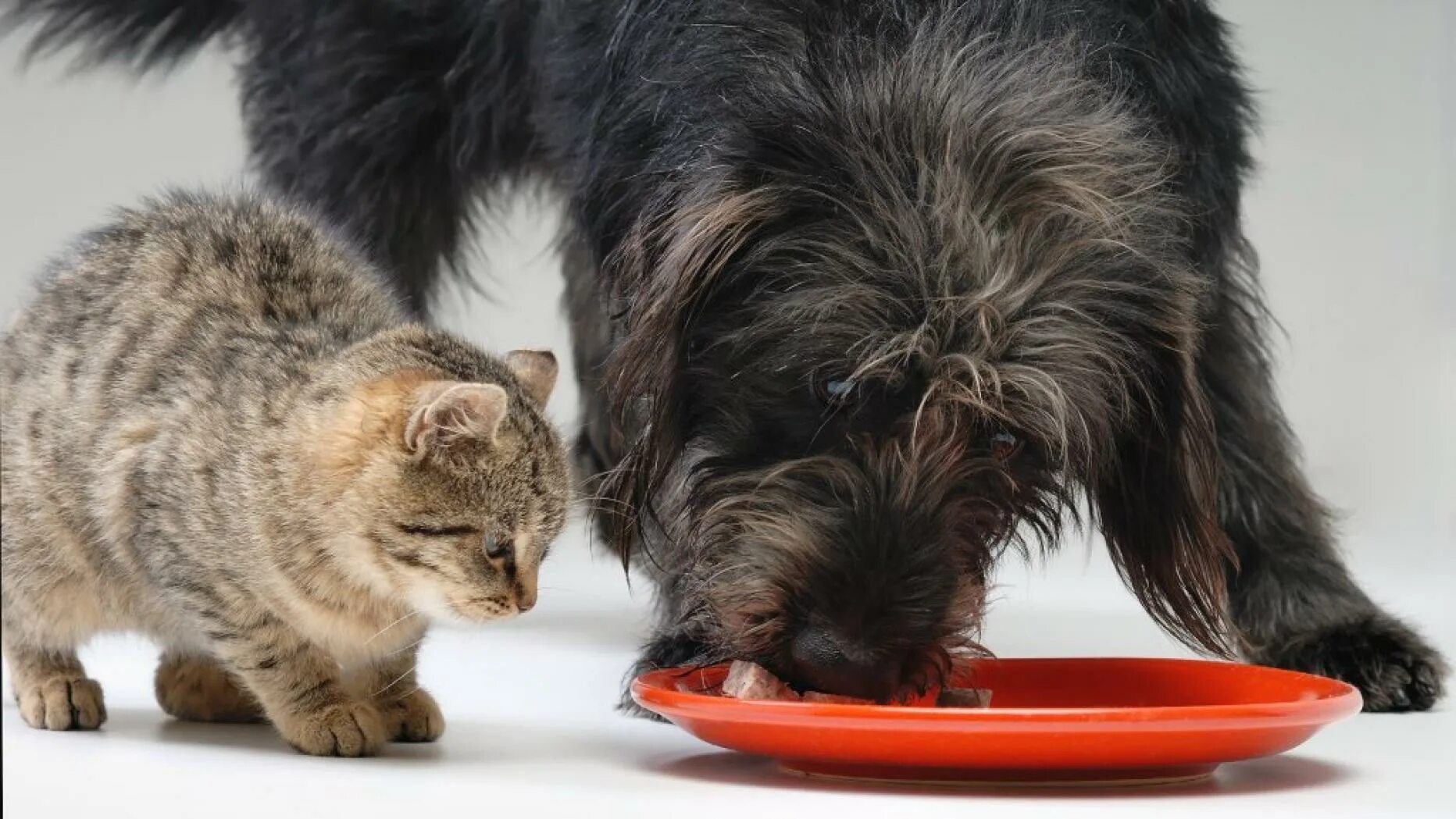 Корм для кошек. Кошка и собака едят. Корм для кошек и собак. Кошка и собака едят корм. Собака и кошка весят
