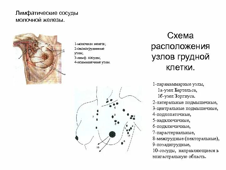 Схема грудных лимфатических узлов. Лимфоузлы в грудной железе расположение. Торакальные лимфоузлы расположение. Схема лимфатических узлов на грудине. Лимфоузлы молочных желез норма