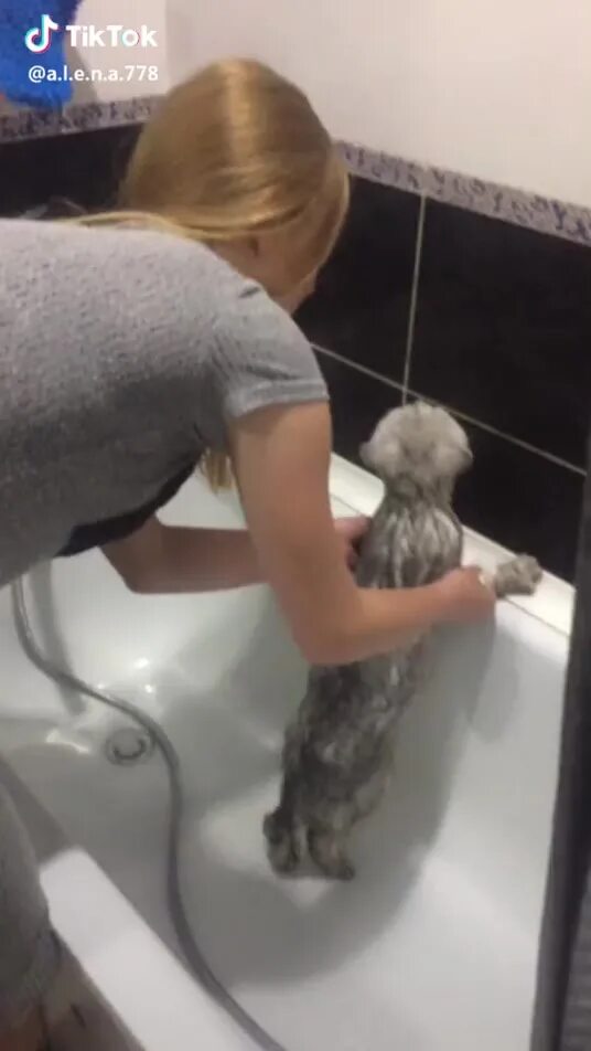 кот в ванной нормально. говорящие коты в ванне. рыжий кот в раковине. кот в ванне. кот в ванной.