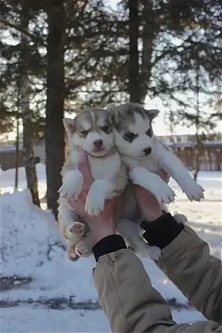 Собаки михайловск