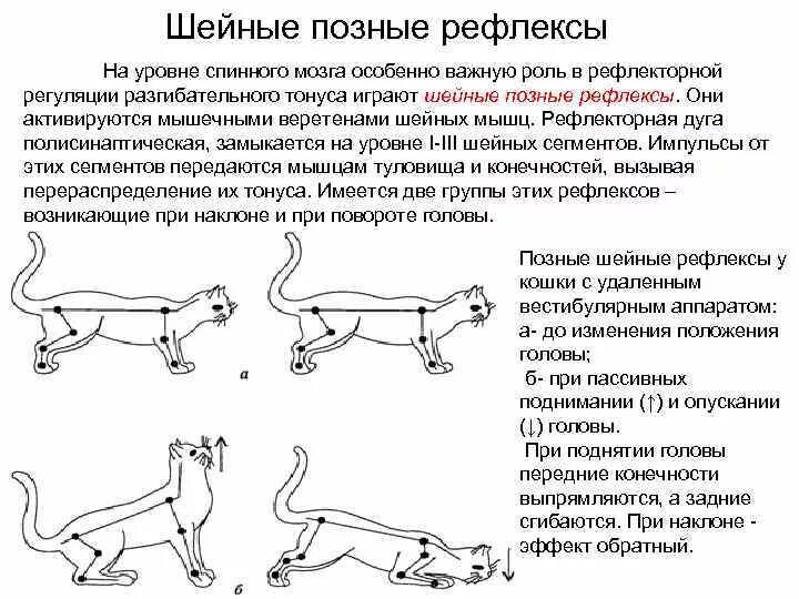 Как проверить рефлексы. Тонические рефлексы физиология. Шейные тонические рефлексы это физиология. Тонический рефлекс схема. «Рефлексы при ДЦП». Талица.