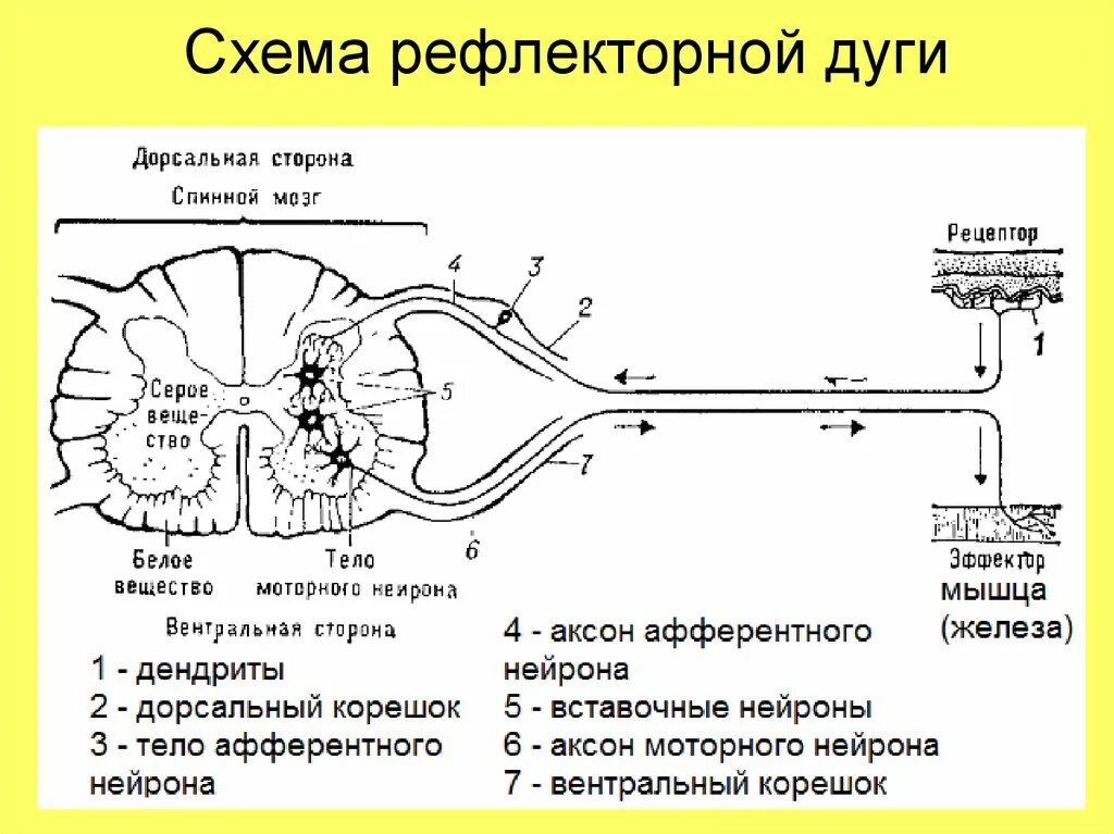 Схема нервного импульса в рефлекторной дуге. Рефлекторная дуга схема с аксоном и дендритом. Прохождение рефлекса схема. Схема движения импульса по рефлекторной дуге. Этапы прохождения импульса