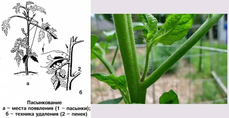 Огурец Муромский 36 пасынковать. Пасынки на огурцах. Пасынкование огурцов. Огурцы лилипут пасынковать.