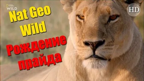 Львиная династия