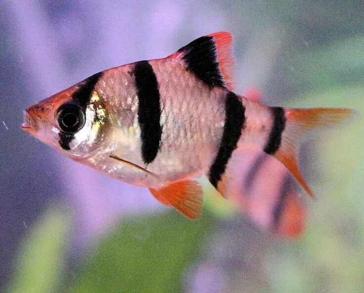 Acanthurus triostegus Wikipedia