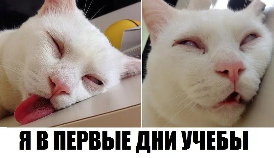 Ели встала утром. Котики и учеба. Завтра на учебу. Коты мемы про учебу. Пора на учебу картинки прикольные.