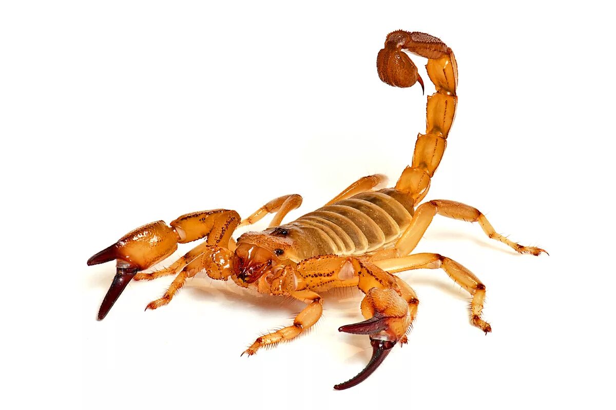 Scorpion white. Стрипедтальский Скорпион. Скорпионы паукообразные. Скорпион на белом фоне. Скорпион без фона.