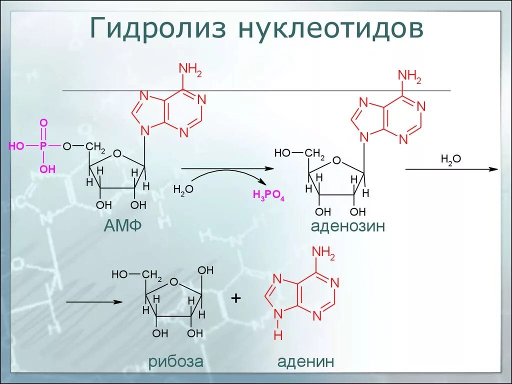 Рибоза реакция гидролиза. Гидролиз адениловой кислоты. Аденозин-5’-монофосфата. Неполный гидролиз адениловой кислоты.