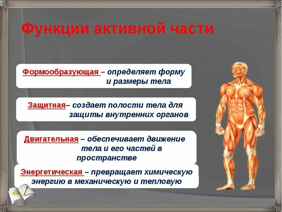 Функции двигательной системы человека. Опорно двигательная система человека 8 класс биология. функции опорно-двигательной системы 8 класс биология. функции опорно двигательной системы человека 8 класс биология. строение двигательной системы.