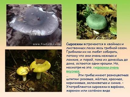 Ложная сыроежка описание гриба
