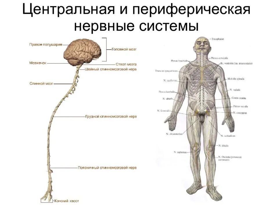 Укажите название органа периферической нервной системы человека. Строение нервной системы нервная система ЦНС периферическая. Строение периферической нервная система человека анатомия. Нервная система Центральная и периферическая схема. Периферическая нервная система схема строения.