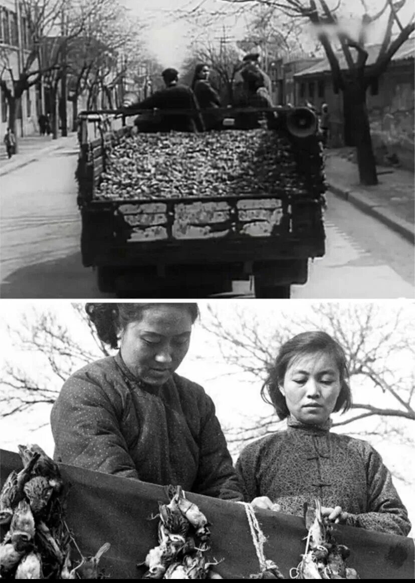 Мао Цзэдун уничтожение Воробьев. Уничтожение воробьёв в Китае 1958. Китай истребление Воробьев 1958. Мао Цзэдун геноцид Воробьев.
