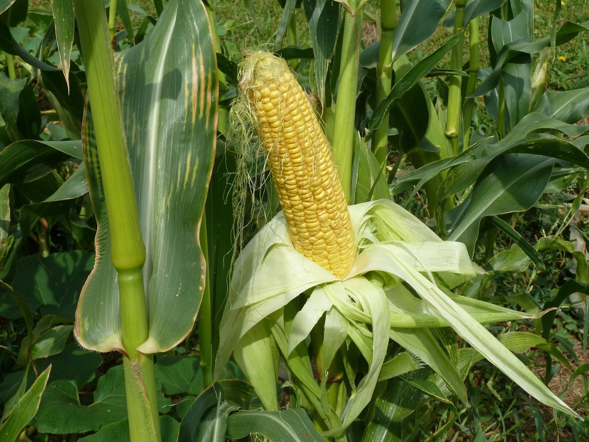 Кукуруза - Zea Mays l.. Кукуруза сахарная растение. Кукуруза злаковое растение. Кукуруза обыкновенная Фармакогнозия. Corn на русском