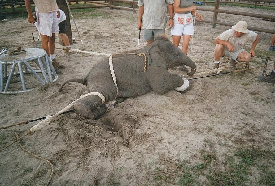 измученные животные в цирке. дрессировка животных в цирке. венгерский дрессировщик слонихи. эксплуатация животных в цирке. дрессированные животные.