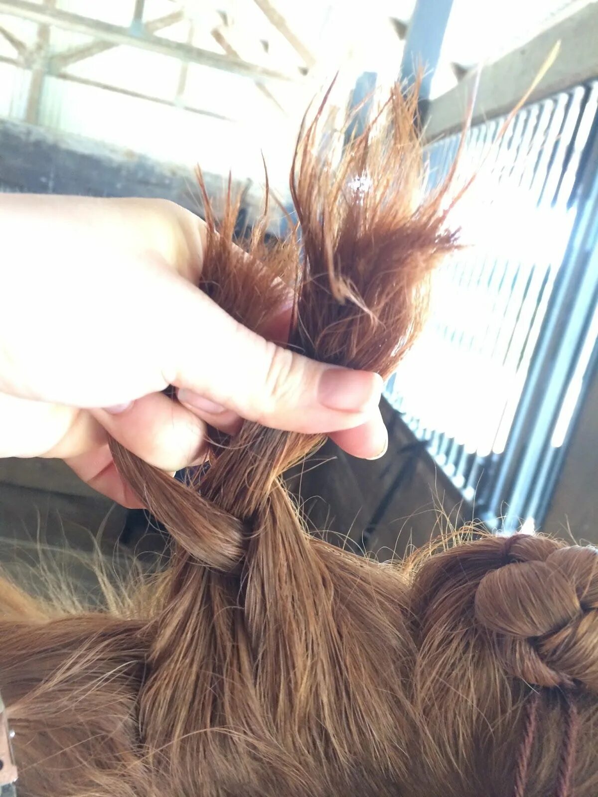 Ласка косички лошади. Ласка плетет косички лошадям. Косы у лошадей. Конский волос плетение. Прически для лошадей.