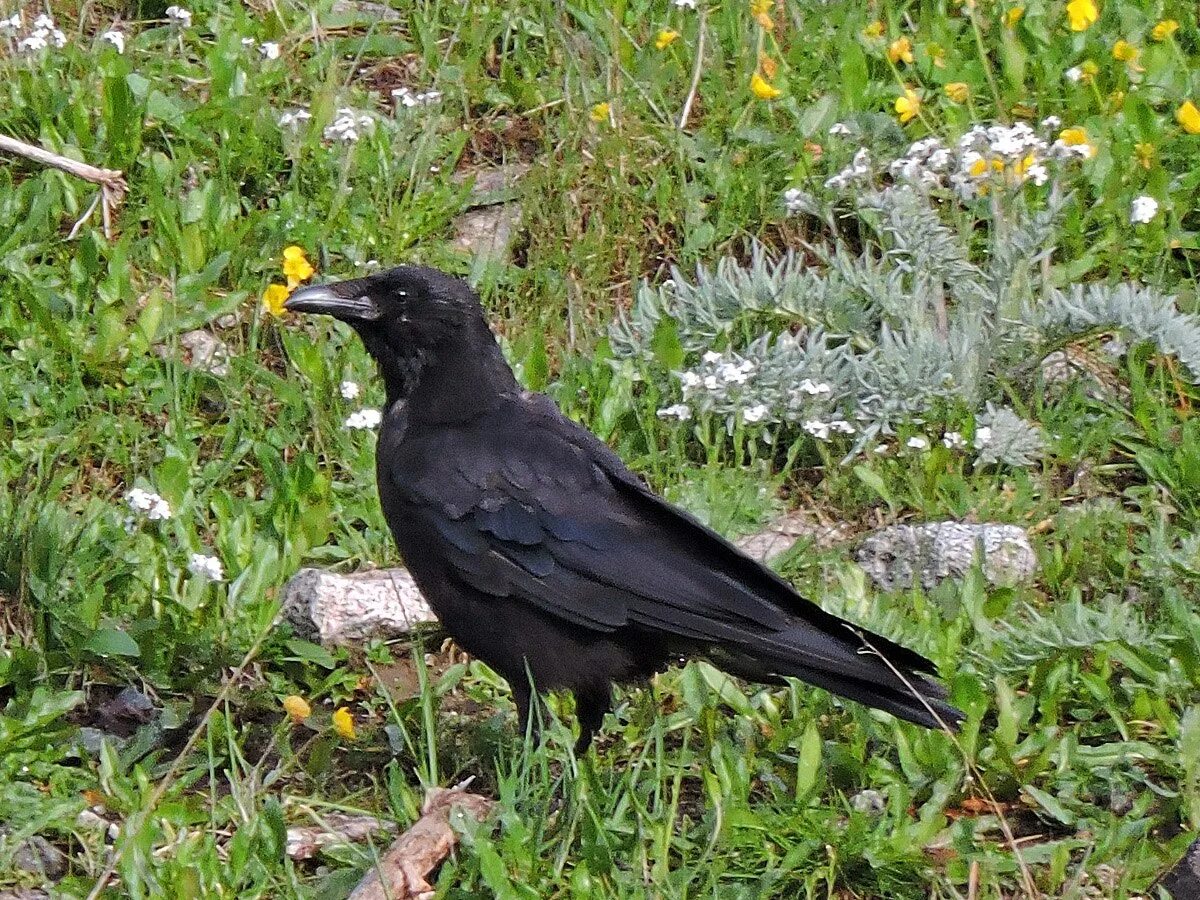 Крупная чёрная птица Северного Урала. Черная ворона Иркутской области-. Карга ворон. Ала карга