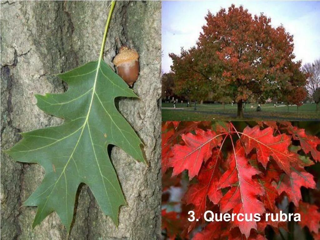 Красно черешчатый дуб. Дуб красный Quercus rubra. Дуб красный, Северный Quercus rubra. Дуб красный (канадский, остролистный). Дуб красный / Quercus rubra лист.