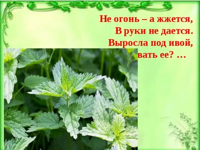 Стихи крапивы. Крапива жжется. Почему крапива жжется. Почему крапива жжется для детей. Крапива презентация.