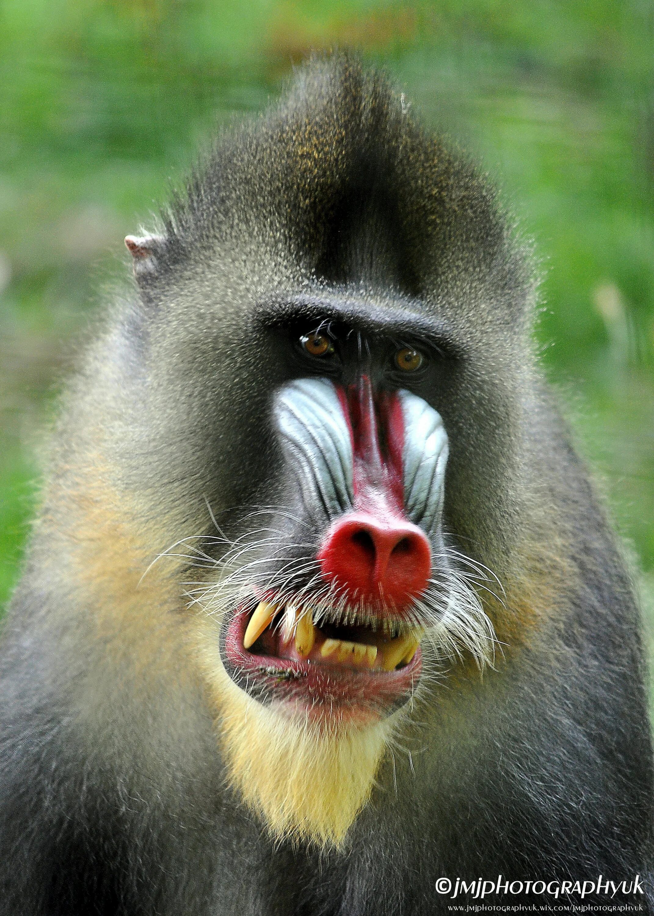 Медвежий павиан джек. Зелёный павиан джимми. Павиан альбинос. Сулавесский хохлатый павиан. Павиан мандрил.