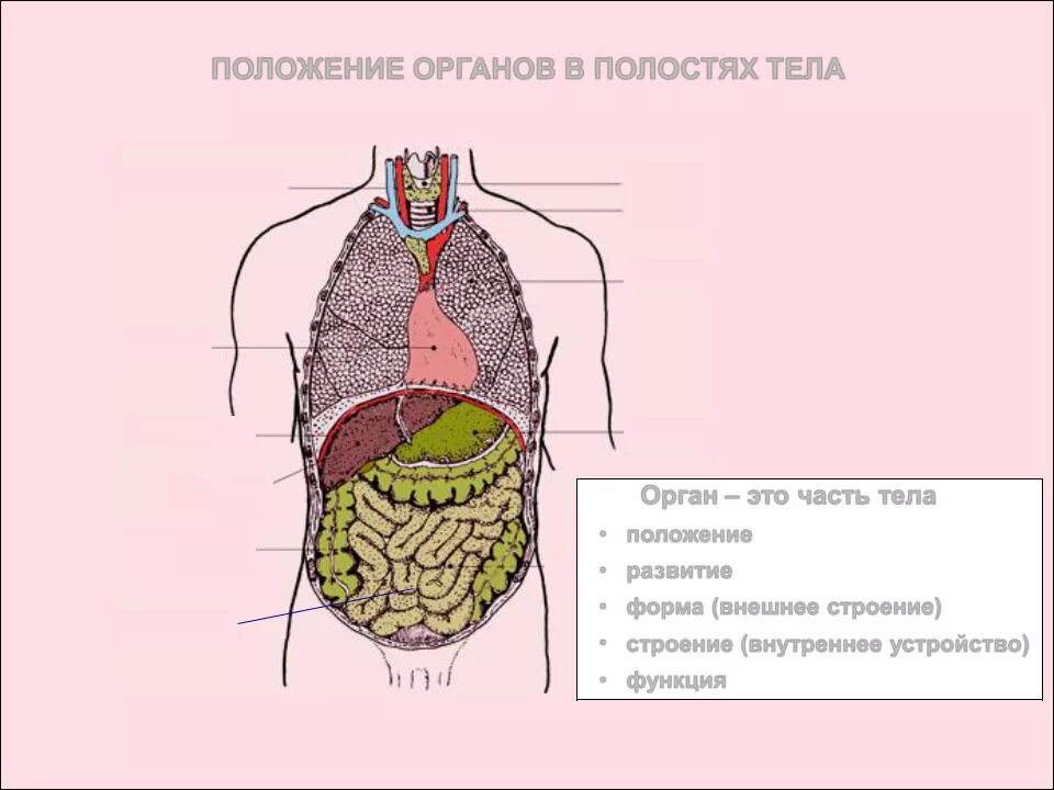 Полость в органах тела