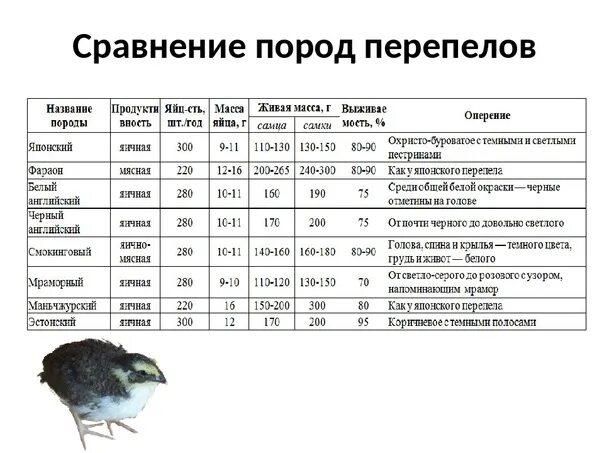 Маньчжурский перепел: описание породы, содержание, разведение и продуктивность