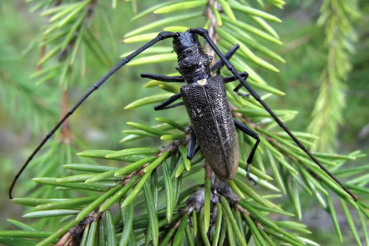 Жуки живущие в лесу. Жук короед усач. Жуки живущие в лесу. Жуки живущие в лесу. Жук карабус жужелица лесная.