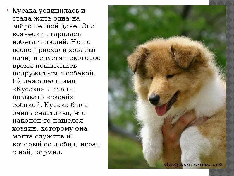 Сочинение на тему кусака 5 класс. Кусака. пересказ кусака. краткое содержание кусачка. кусака краткое содержание.