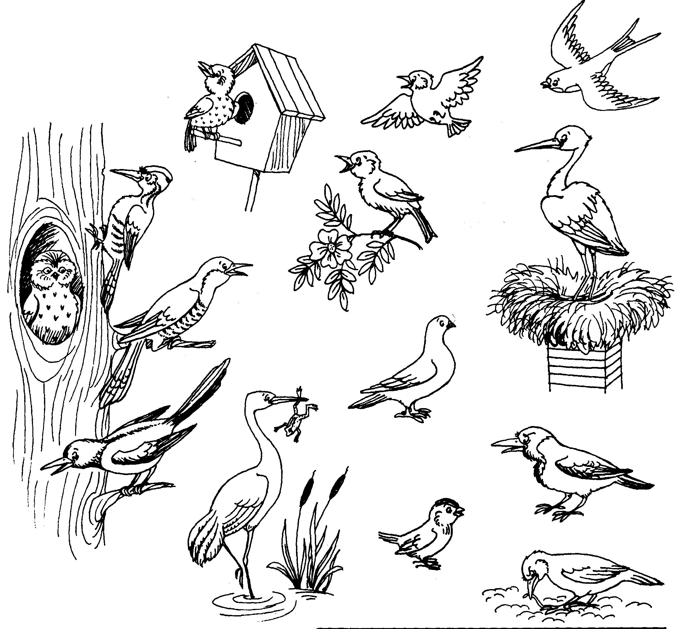 Кто из лесных обитателей издает мелодичные звуки. Задания для детей перелетные и зимующие птицы. Тема перелетные и зимующие птицы. Раскраска "перелетные птицы". Раскраска перелент ные птицв.