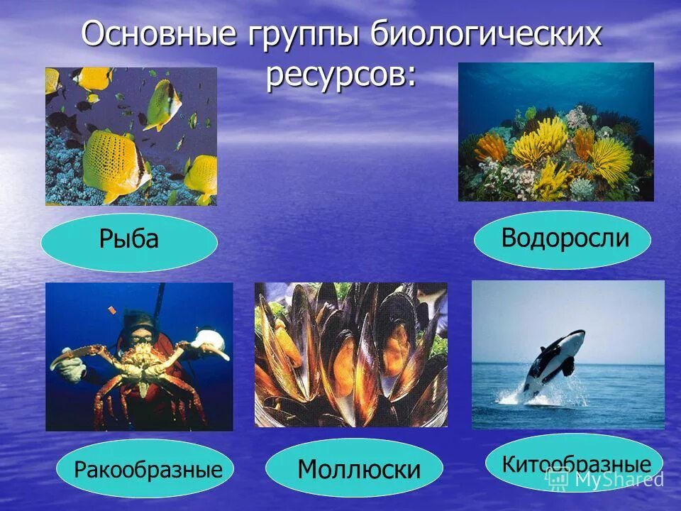 Группы биологических ресурсов. Классификация биологических ресурсов. Группы биологических ресурсов. Биологические растительные ресурсы. Схема биологических ресурсов.