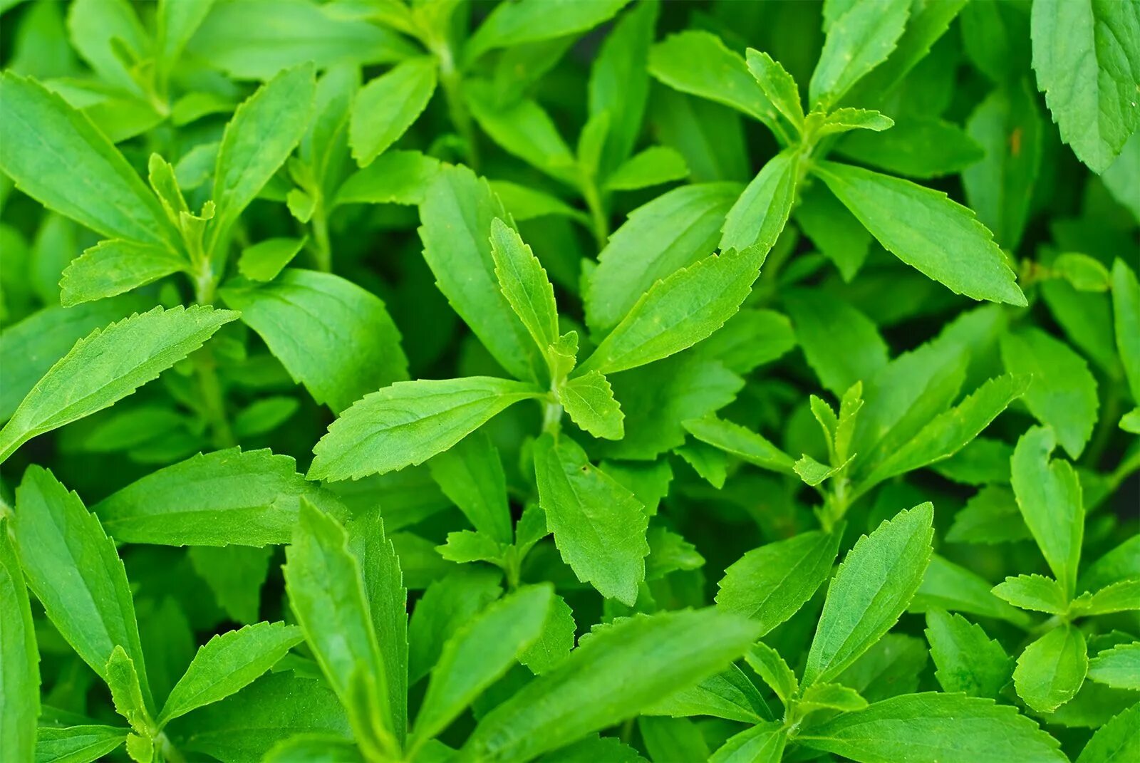 Стевия. Stevia rebaudiana. Стевия медовая трава. Стевия фото растения крупным планом.