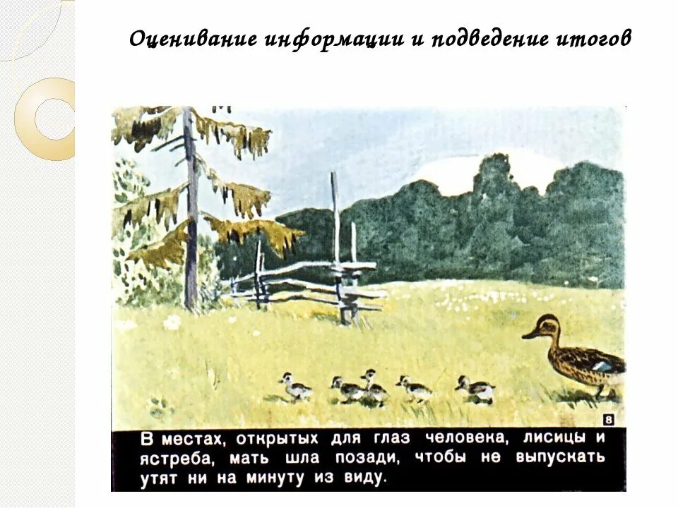 Пришвин уточка и ребята. Урок ребята и утята. М пришвин ребята и утята. Ребята и утята основная мысль. Иллюстрации к рассказу ребята и утята пришвина.