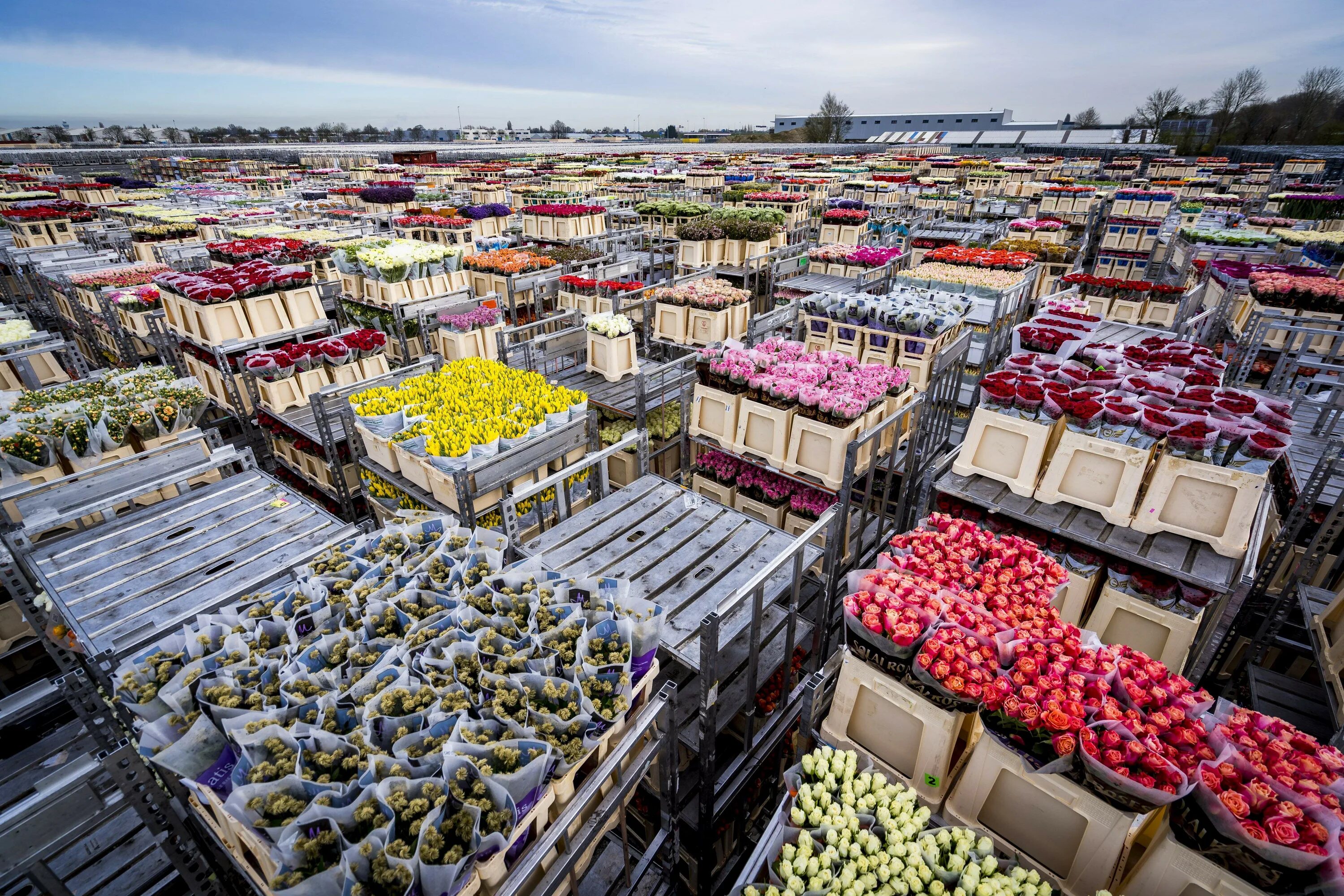 Новый цветочный рынок. Цветочный рынок. Рынок цветов. Цветы на рынке. Рынок цветов в Голландии.