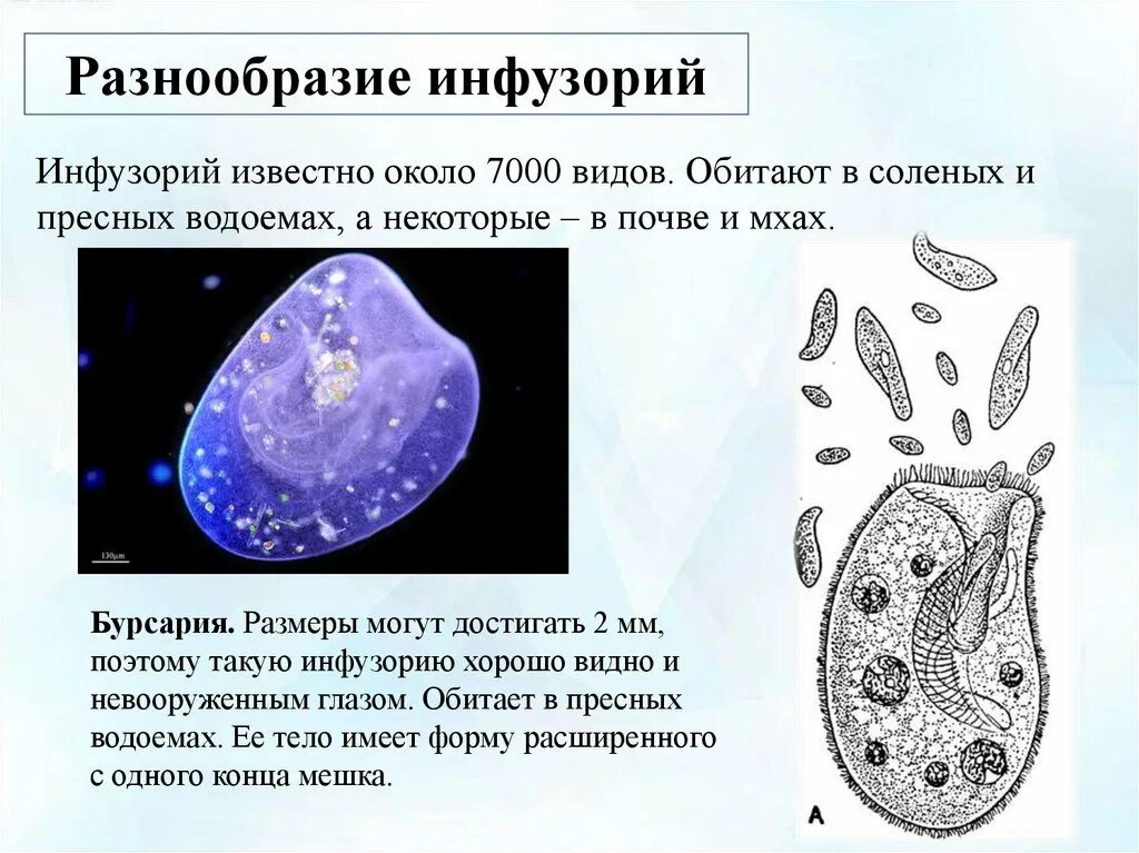 Кто был после простейших. Инфузория bursaria. Инфузория Бурсария. Инфузория туфелька Бурсария. Тип инфузории или Ресничные.