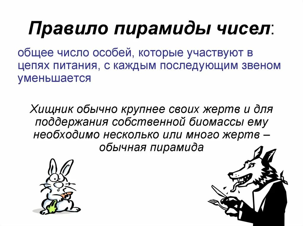 Согласно правилу пирамиды чисел общее число особей