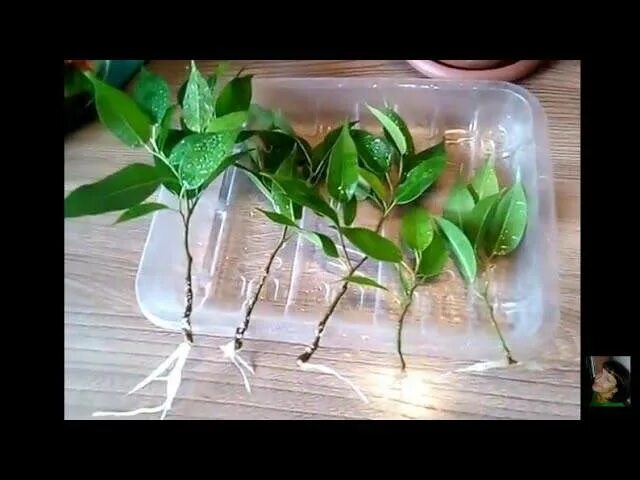 Фикус бенджамина укоренение черенков в воде. Фикус бенджамина в воде. Фикус бенджамина размножение корни. Черенки фикуса бенджамина. Черенок фикуса.