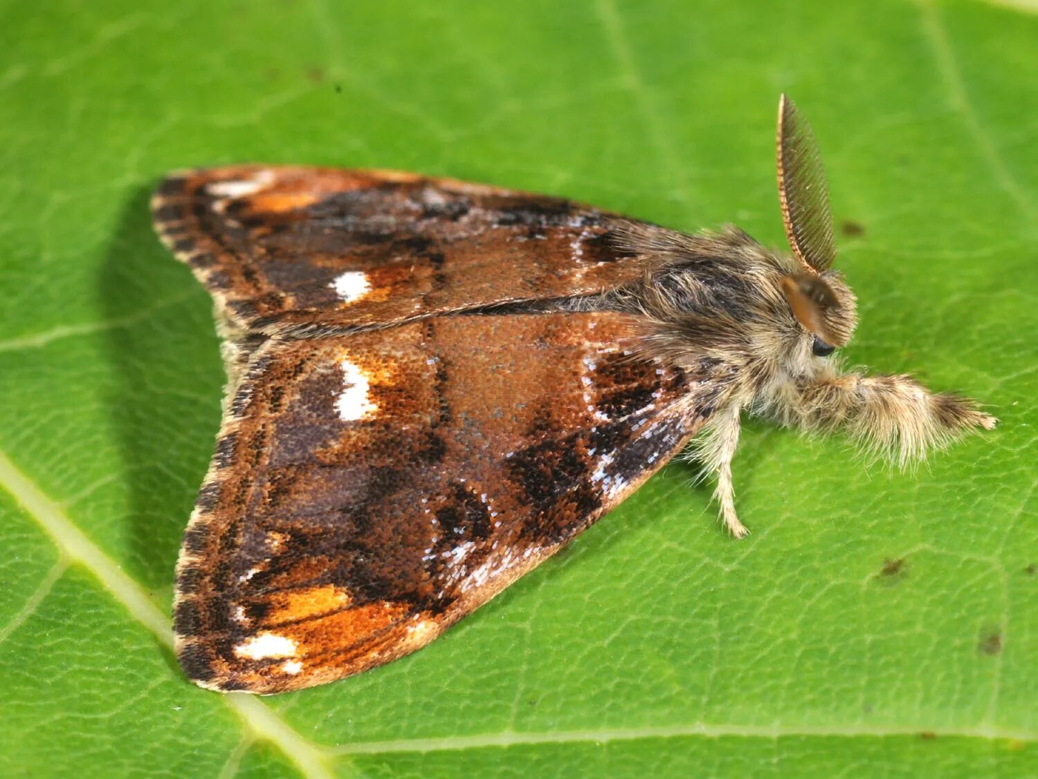 листовертка насекомое. гусеница бабочки медведица-кайя. гусеница бабочки павлиноглазки. гусеница бабочки дневной павлиний глаз. имаго гусеница.
