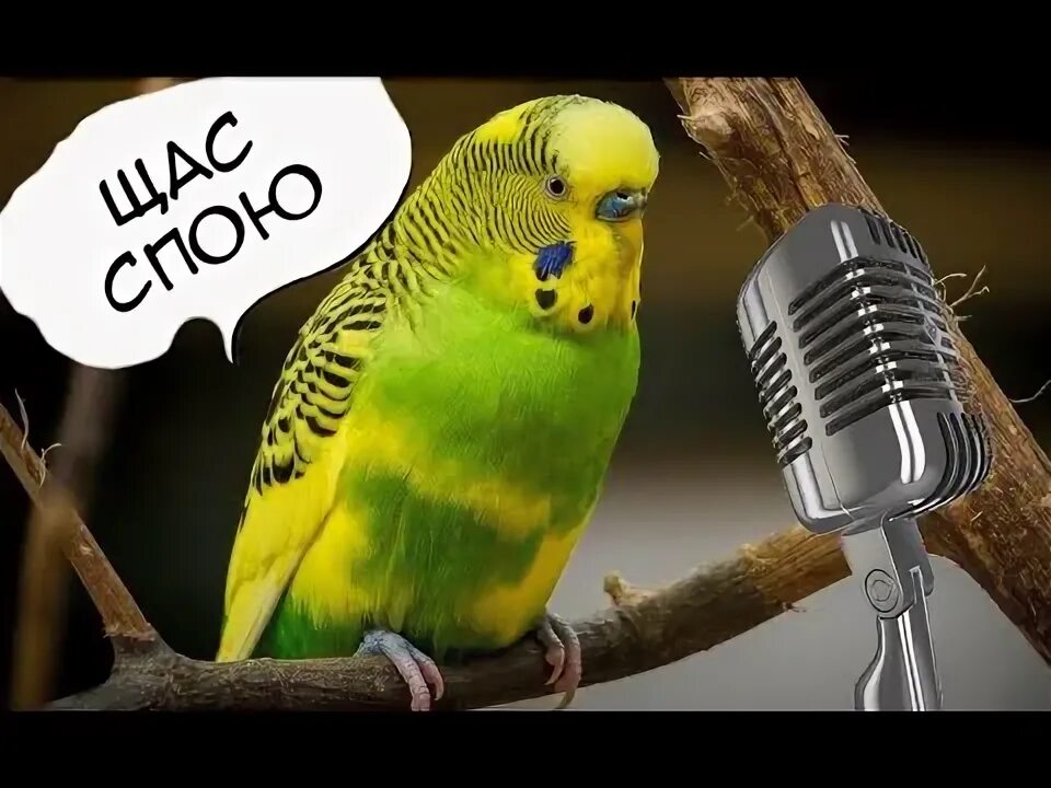 Поющие попугайчики. Попугаи которые поют. Попугай волнистый поет. Попугай поет. Попугай поет.